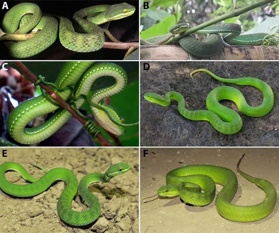 A newly discovered species of trimeresurus in Myanmar. (Photo: Native Species Conservation and Identification in Myanmar)